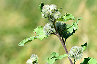 Arctium nemorosum